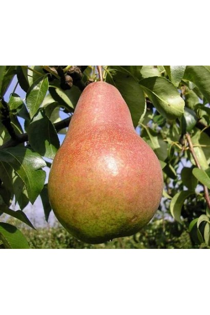 Груша сорту Киргизька зимова на підщепі дички